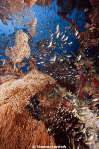 Seafan and glassfish taken at Ras-um-sid. by Stephan Kerkhofs 